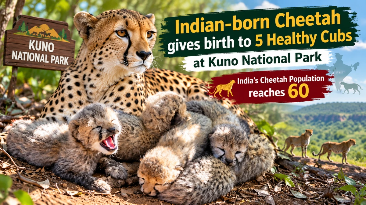 India cheetah population reaches 60 as female cheetah KJP21 gives birth to 5 cubs at Kuno National Park